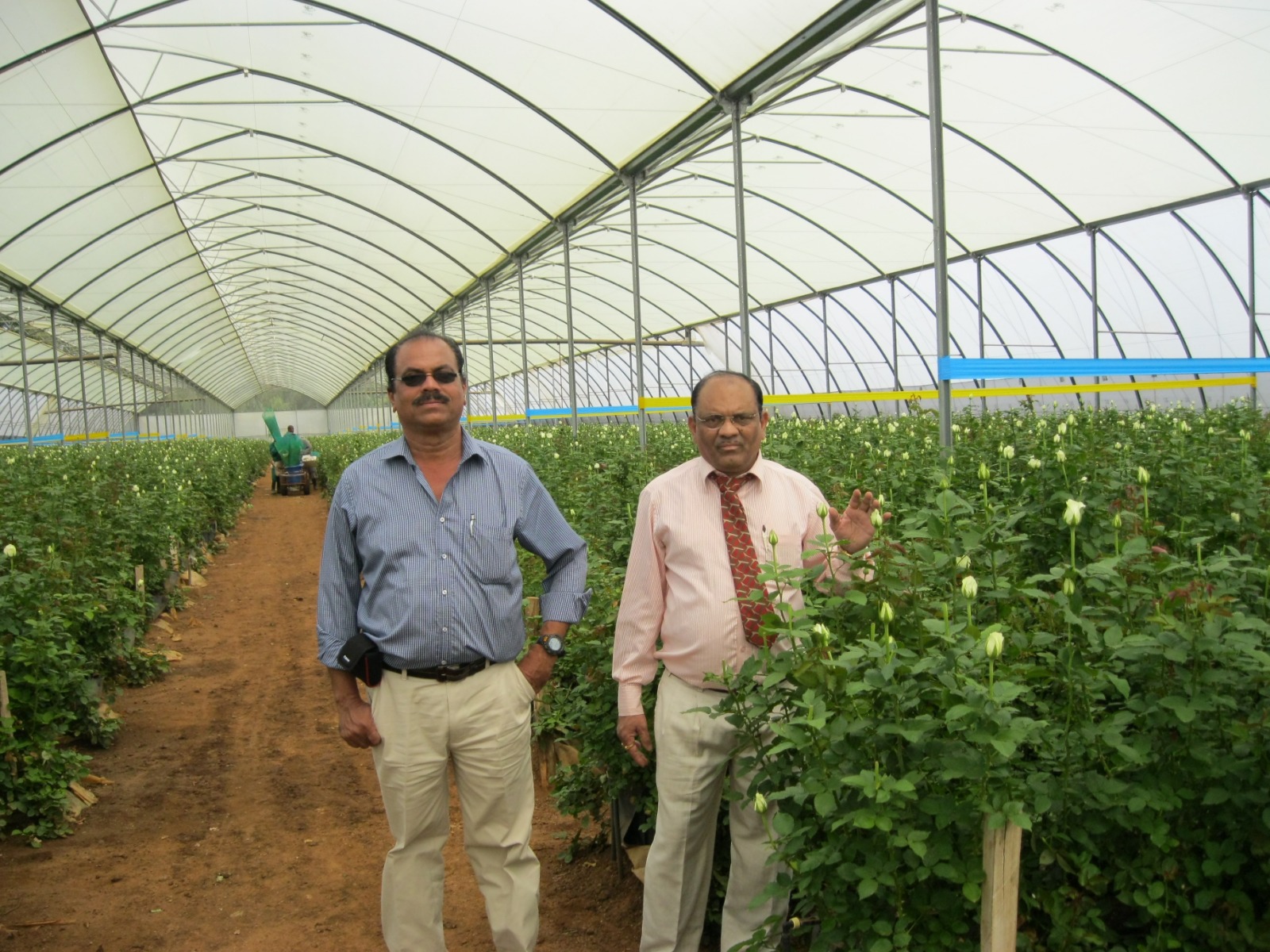 Greenhouse Project 38